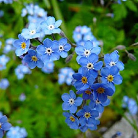 forget-me-not